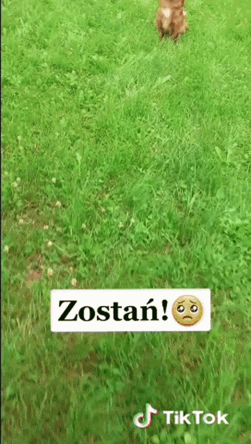 a dog standing in the grass next to a sign that says zostan on it