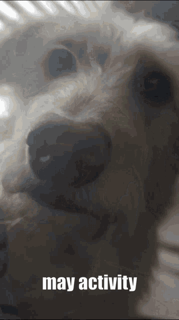 a close up of a dog 's face with the words may activity above it