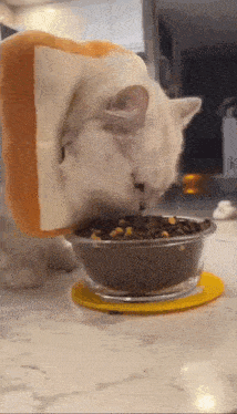 a white cat wearing a slice of bread on its head is eating food from a bowl .