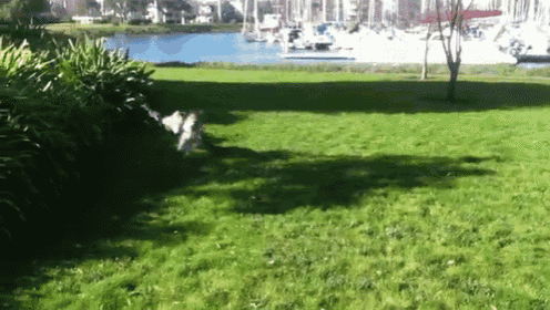 a lawn with boats in the background and a tree in the foreground