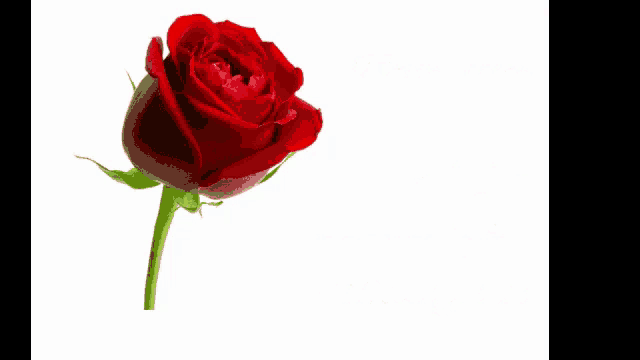 a single red rose with the words amo-te muito meu amor written below it