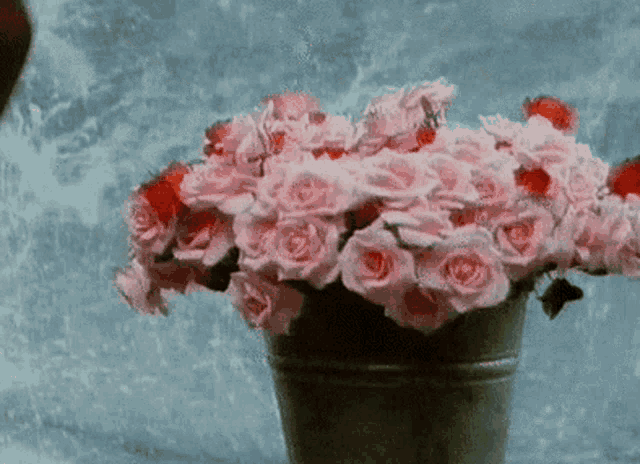 a bucket filled with pink roses against a blue wall