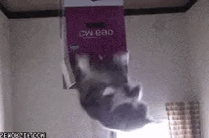 a cat is hanging upside down from a box .