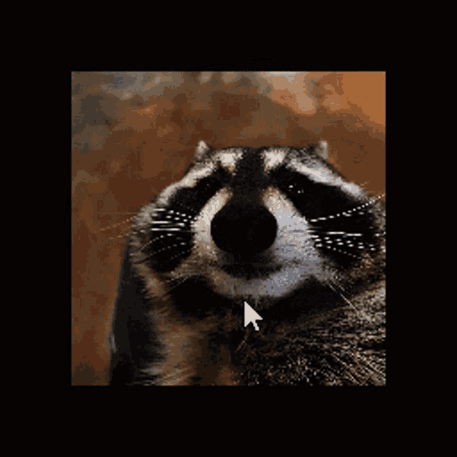 Raccoon Rotate Cube GIF - Raccoon Rotate Cube GIFs