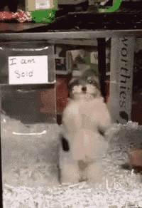 a small dog in a cage with a sign that says i am sold