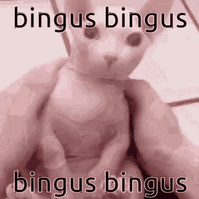 Bingus Cat GIF - Bingus Cat Top Text GIFs