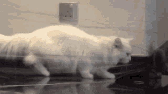 a white cat is walking on a black counter top
