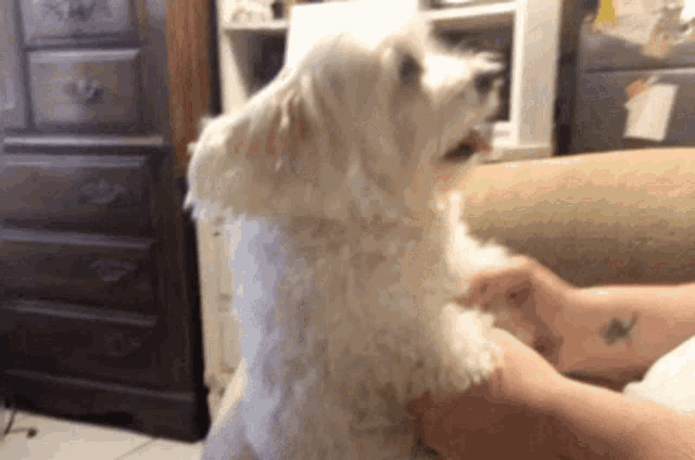 Puppy Dogs GIF - Puppy Dogs Maltese GIFs
