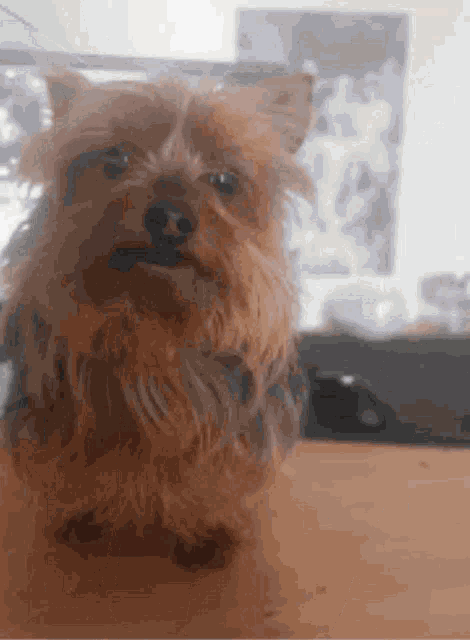 a small brown dog is sitting on a table looking at the camera