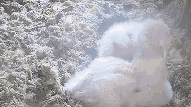 a couple of baby birds laying on top of each other on the ground .