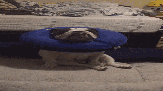 a dog wearing a blue cone laying on a bed