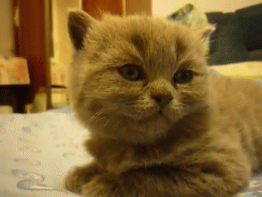 Tired Kitteh GIF - Aww Kitten Cat GIFs