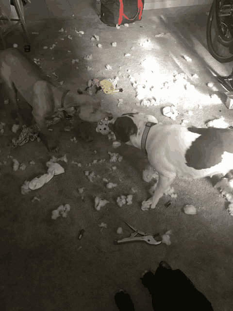 two dogs playing with stuffed animals on the floor