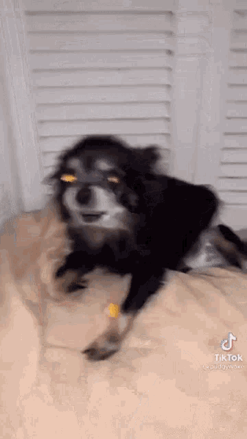 a small black and brown dog is laying on a bed .