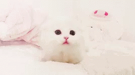 Kitten Cute GIF - Kitten Cute Fluffy GIFs