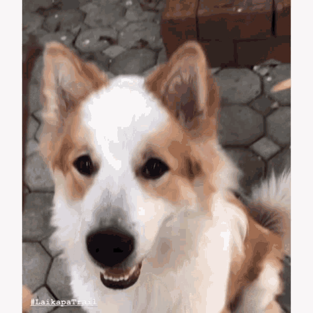 ไลก้สพาเทรล Laikapatrail GIF - ไลก้สพาเทรล Laikapatrail Dog GIFs