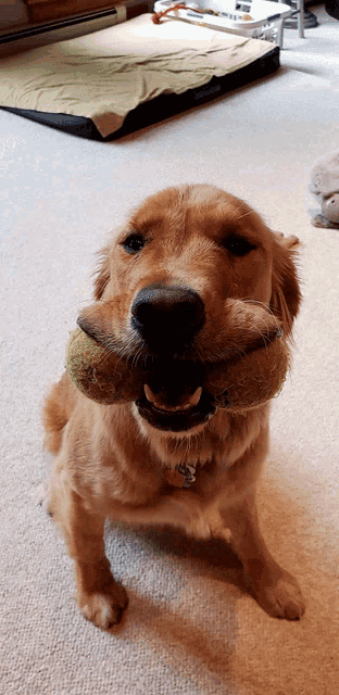 a dog with a tennis ball in its mouth looks at the camera