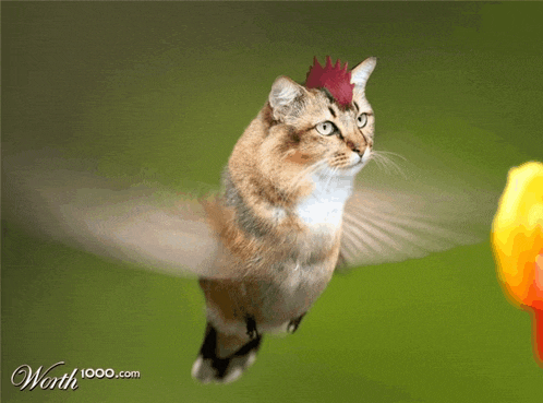 a picture of a cat that looks like a hummingbird with worth 1000.com on the bottom