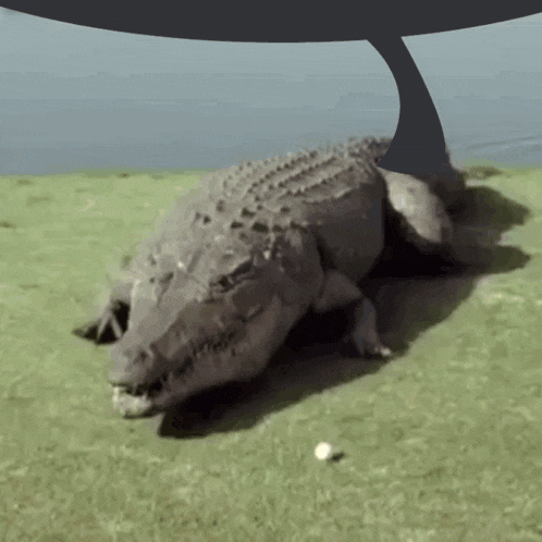 a picture of a crocodile laying on the grass