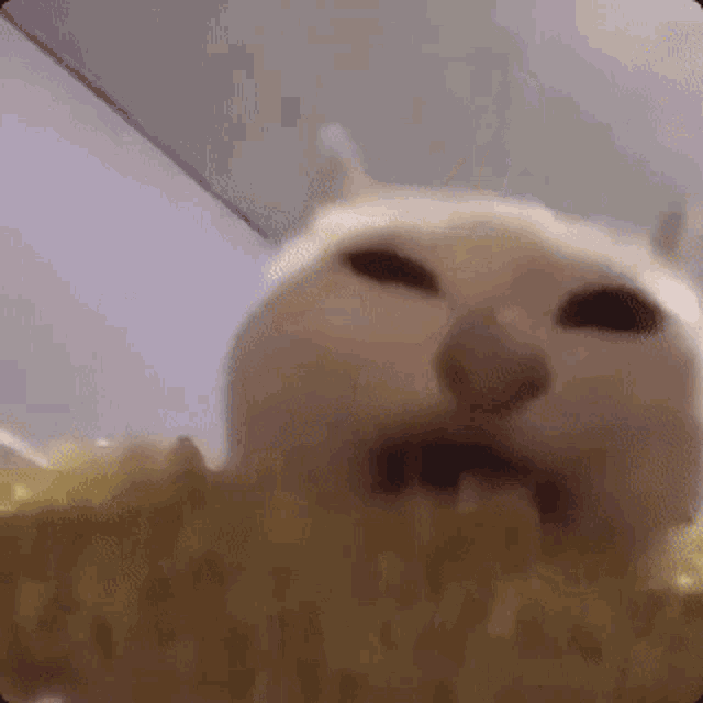 Cat Eating Corn GIF - Cat Eating Corn Cat Corn GIFs