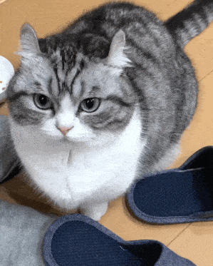 Mugimeshi323 Cat GIF - Mugimeshi323 Cat Displeased GIFs