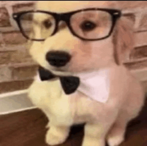 a dog wearing glasses and a bow tie is sitting on a table .