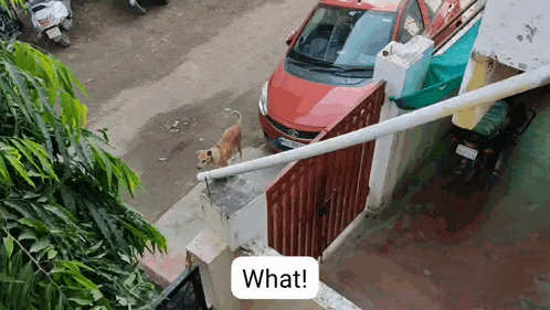 a dog is standing on a fence next to a red car and a motorcycle .