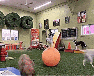 a dog is standing on top of an orange ball in a room with a sign that says dog