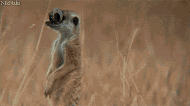 a meerkat with big googly eyes looks at the camera ..