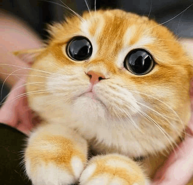 a close up of a cat with big eyes being held in a person 's hands .