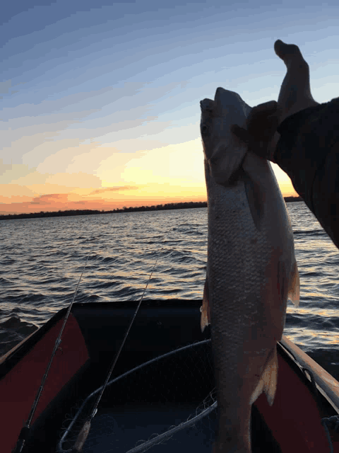 a person holding a fish in front of a body of water at sunset