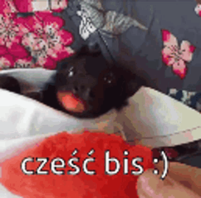 a black cat is laying on a bed next to a red heart with the words cześć bis below it .