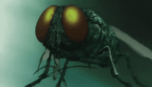 a close up of a fly 's face with yellow eyes