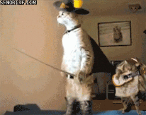 Cats Puss In Boots GIF - Cats Puss In Boots Costume GIFs
