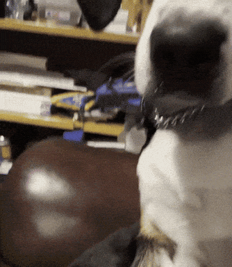 a close up of a dog 's face with a collar on