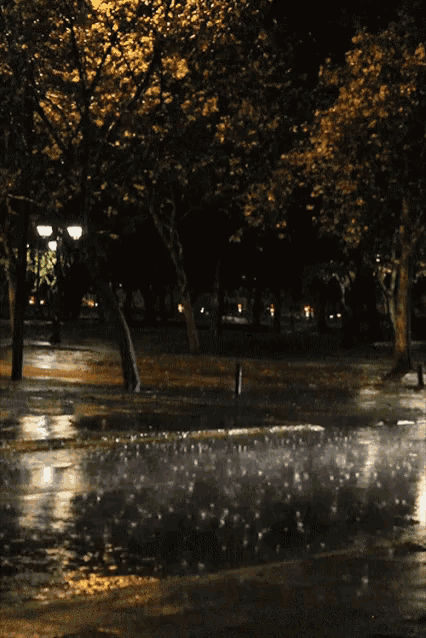 a rainy night in a park with trees and street lights in the background