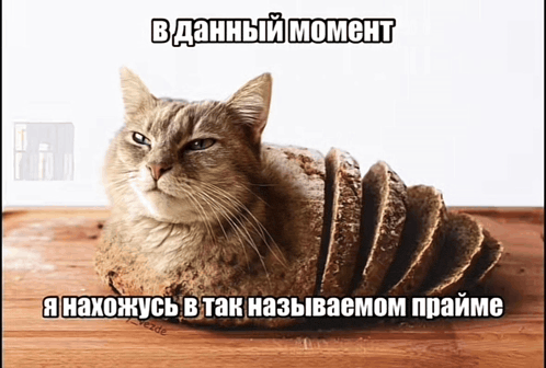 a cat is laying on top of a loaf of bread with a caption in russian