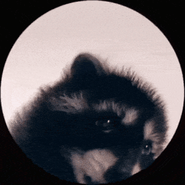 a close up of a raccoon looking at the camera in a circle .