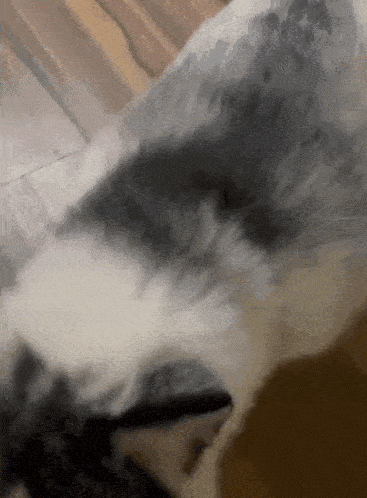 a close up of a gray and white cat laying on a wooden floor