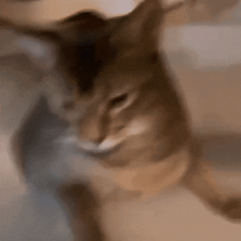 a close up of a cat looking at the camera .
