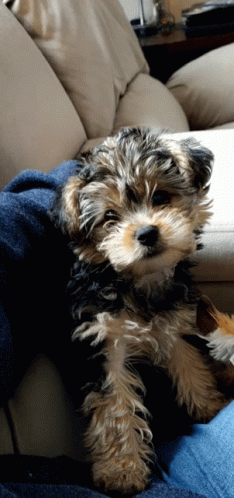 Dogs Yes GIF - Dogs Yes GIFs