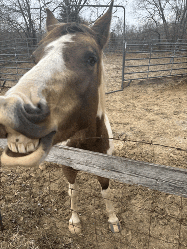 a brown and white horse behind a barbed wire fence making a funny face