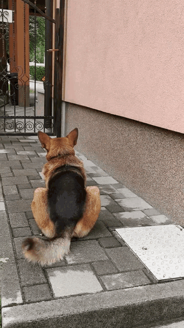 a german shepherd is sitting on the sidewalk looking at the camera