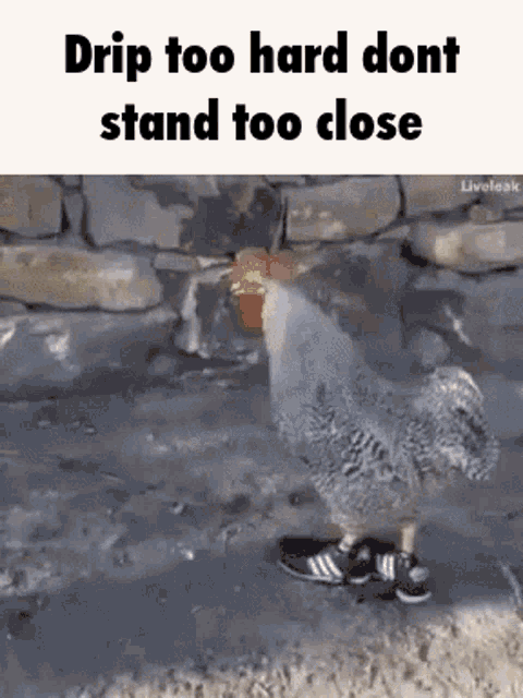 Dripping Cock Chicken Drip GIF - Dripping Cock Chicken Drip What The Chicken Doing GIFs