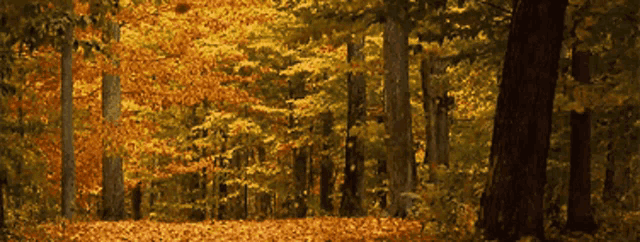 a forest with lots of trees and leaves