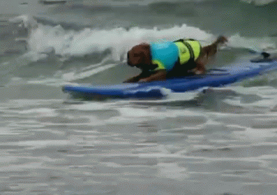 A Dog Who Knows How To Surf GIF - Surfing Dog Riding GIFs