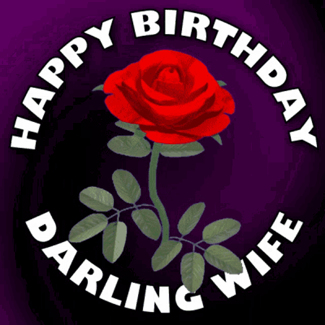 a red rose with the words happy birthday darling wife