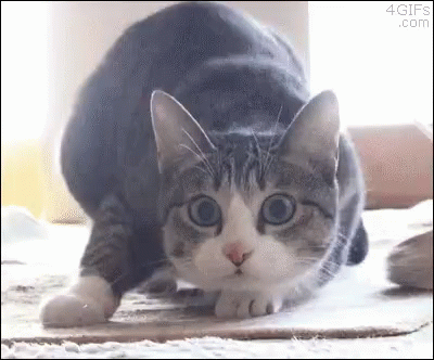 Shake Cat GIF - Shake Cat Stare GIFs