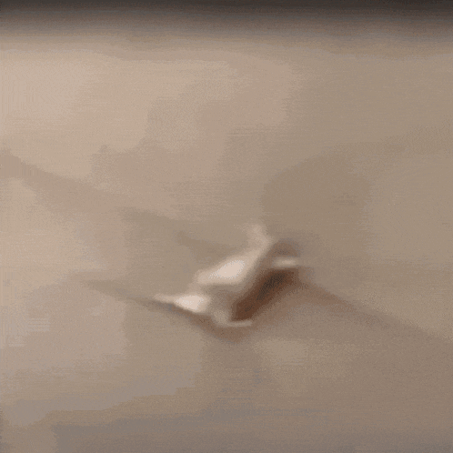 a mouse is crawling on a concrete surface .