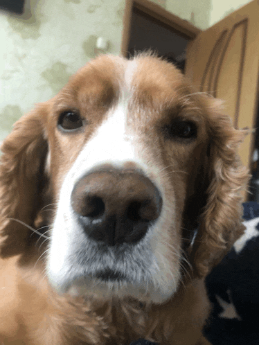 a close up of a brown and white dog 's nose and face
